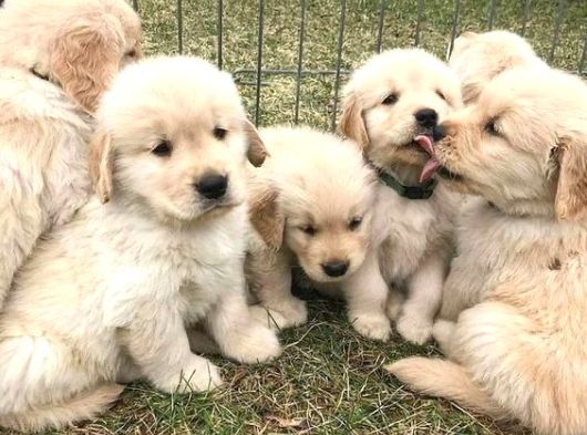 Aşılı-safkan golden retreiver bebeklerimiz Teslime hazır