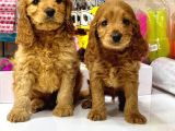 Toy Poodle Sevi̇mli̇ Yavrular Ev Üreti̇mi̇