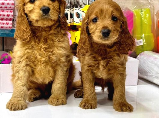 Toy Poodle Sevi̇mli̇ Yavrular Ev Üreti̇mi̇ görsel
