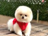 POMERRİAN BOO SEVİMLİ YAVRULAR