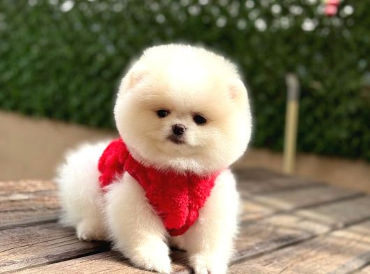 Pomerri̇an Boo Sevi̇mli̇ Yavrular