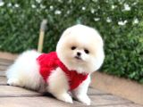 Pomerri̇an Boo Sevi̇mli̇ Yavrular