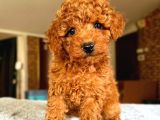 Toy Poodle Sevi̇mli̇ Yavrular Ev Üreti̇mi̇
