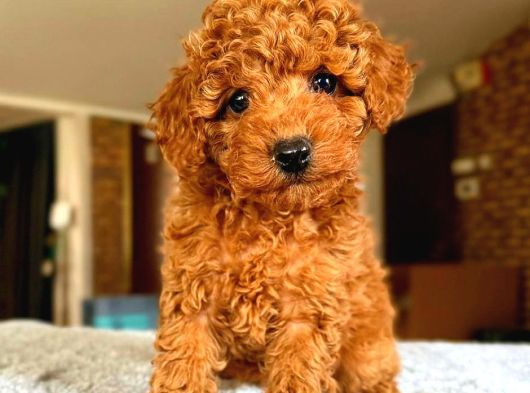 Toy Poodle Sevi̇mli̇ Yavrular Ev Üreti̇mi̇