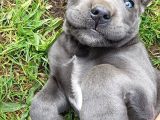 Şampiyon Soydan Gelen Cane Corso Bebekleri Teslime Hazır