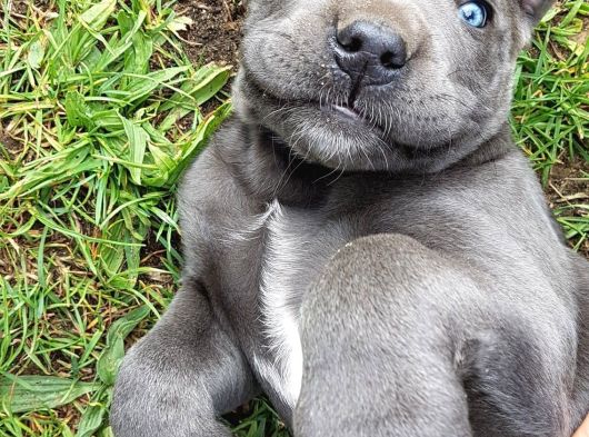 Şampiyon Soydan Gelen Cane Corso Bebekleri Teslime Hazır görsel