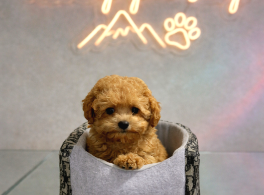 Mall Of İstanbul Vonalpten Safkan Toy Poodle