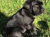 Safkan A Kalite Cane Corso Yavrular Teslime Hazır