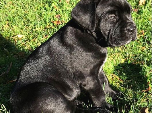 Safkan A Kalite Cane Corso Yavrular Teslime Hazır görsel