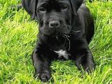 Safkan a kalite cane corso yavrular teslime hazır