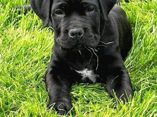 Safkan a kalite cane corso yavrular teslime hazır