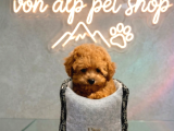 Mall Of İstanbul Vonalpten Safkan Toy Poodle