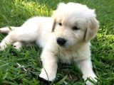 Aşılı-Safkan Golden Retreiver Bebeklerimiz Teslime Hazır