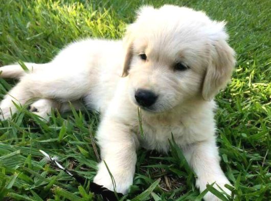 Aşılı-Safkan Golden Retreiver Bebeklerimiz Teslime Hazır görsel