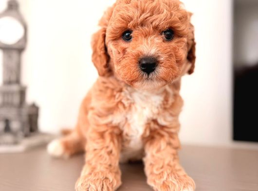 MALTİPOO CİNSİ YAVRULAR EV ÜRETİMİ