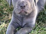Şampiyon Soydan Gelen Cane Corso Bebekleri Teslime Hazır
