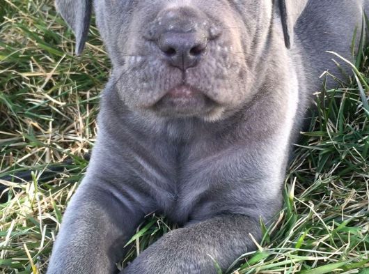 Şampiyon Soydan Gelen Cane Corso Bebekleri Teslime Hazır görsel