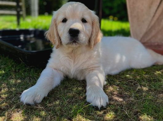 Aşılı-Safkan Golden Retreiver Bebeklerimiz Teslime Hazır görsel