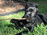 Safkan A Kalite Cane Corso Yavrular Teslime Hazır