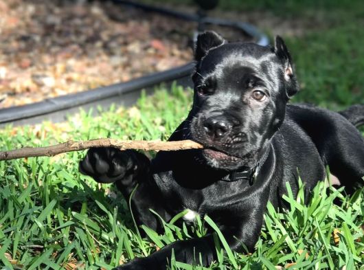 Safkan A Kalite Cane Corso Yavrular Teslime Hazır görsel