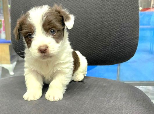 Çok Büyümeyen Minyatür Morkie Minnaklarım görsel