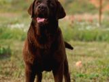 Kif Secereli Çikolata Labrador Retriever Yavrular