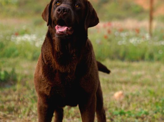Kif Secereli Çikolata Labrador Retriever Yavrular görsel
