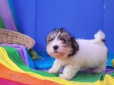 Hayatınız Nese Kaynagi Morkie Yavrumuz