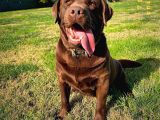Kif Secereli Çikolata Labrador Retriever Yavrular