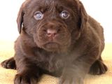 Kif Secereli Çikolata Labrador Retriever Yavrular