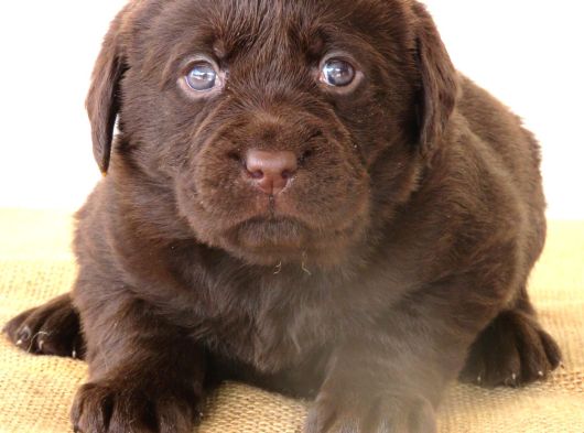 Kif Secereli Çikolata Labrador Retriever Yavrular görsel