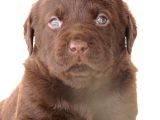 Kif Secereli Çikolata Labrador Retriever Yavrular