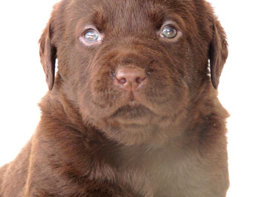 Kif Secereli Çikolata Labrador Retriever Yavrular görsel