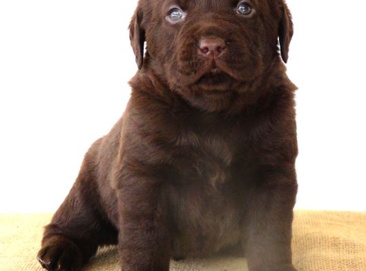 Kif Secereli Çikolata Labrador Retriever Yavrular