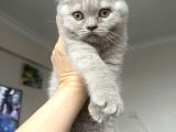 2Aylık Dişi Yavru Kedi