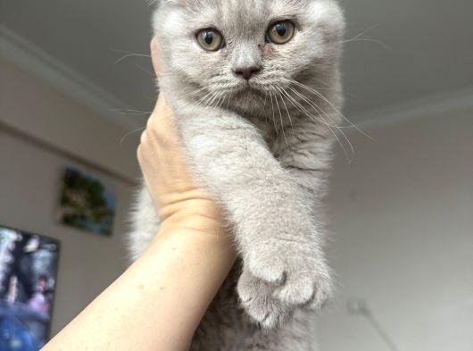 2Aylık Dişi Yavru Kedi görsel