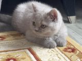 2Aylık Dişi Yavru Kedi