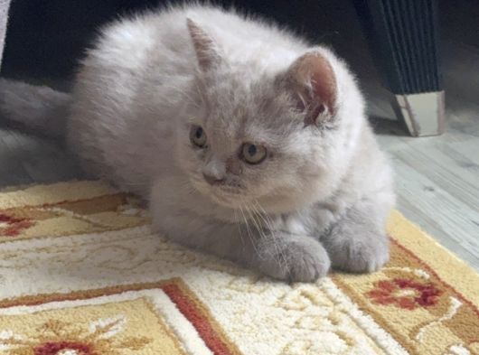 2Aylık Dişi Yavru Kedi görsel