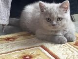 2aylık dişi yavru kedi