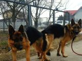 Türki̇yeni̇n En Güzel Alman Kurdu Yarulari