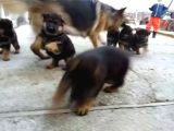 Türki̇yeni̇n En Güzel Alman Kurdu Yarulari