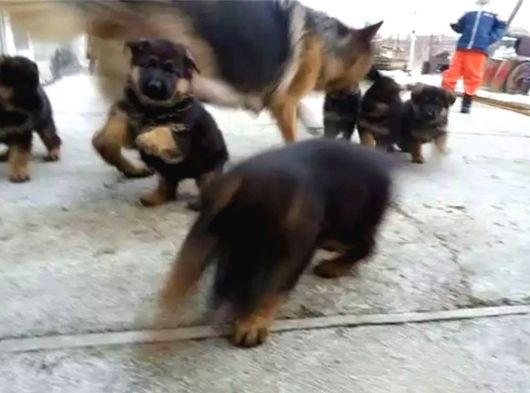 Türki̇yeni̇n En Güzel Alman Kurdu Yarulari görsel