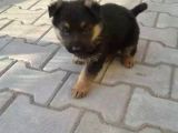 Türki̇yeni̇n En Güzel Alman Kurdu Yarulari