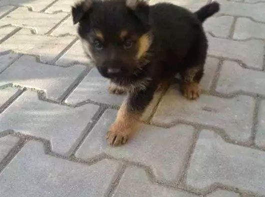 Türki̇yeni̇n En Güzel Alman Kurdu Yarulari görsel