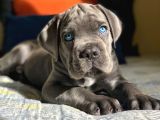 Şampiyon soydan gelen cane corso bebekleri teslime hazır