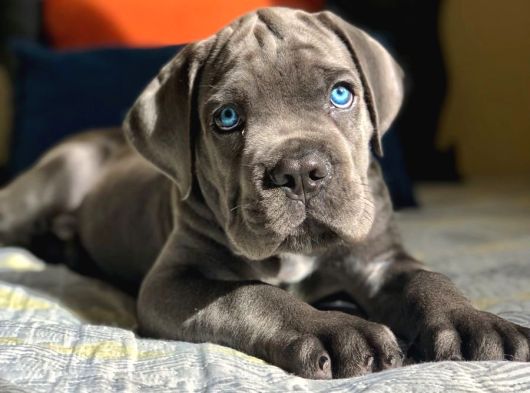 Şampiyon soydan gelen cane corso bebekleri teslime hazır