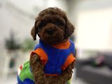 Premimum Red brown tea cup Poodle
