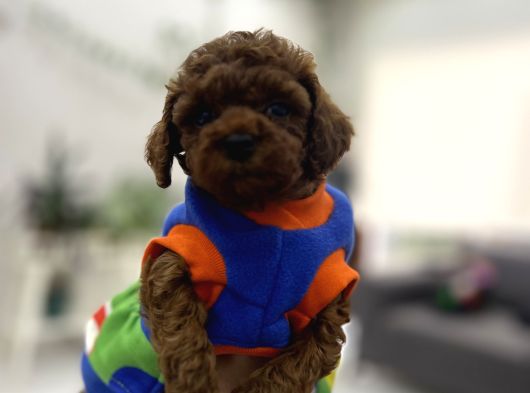Premimum Red Brown Tea Cup Poodle
