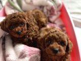Premimum Red Brown Tea Cup Poodle