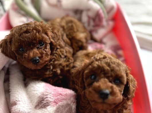 Premimum Red Brown Tea Cup Poodle görsel